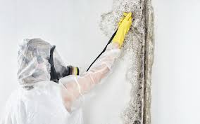 Best Environmental Consulting for Mold Prevention  in Farr West, UT